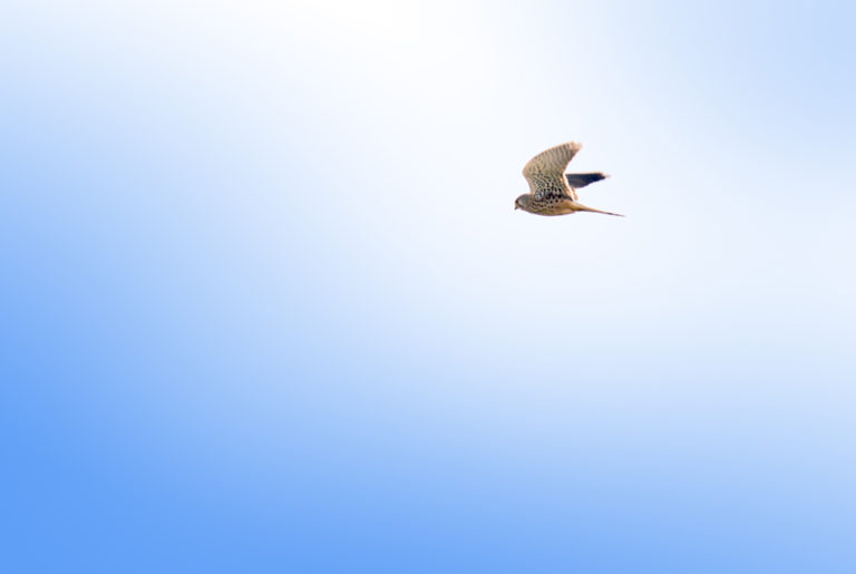 Flying Falcon in Sky